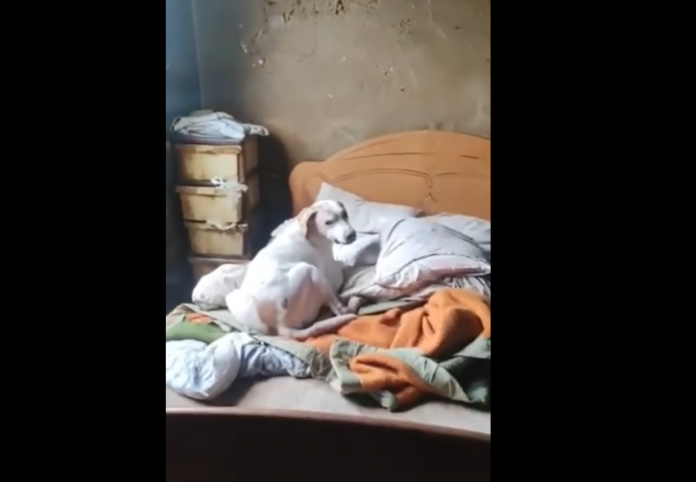 Ξάνθη: Σκύλος περιμένει στο κρεβάτι τη νεκρή κηδεμόνα του [ΒΙΝΤΕΟ]