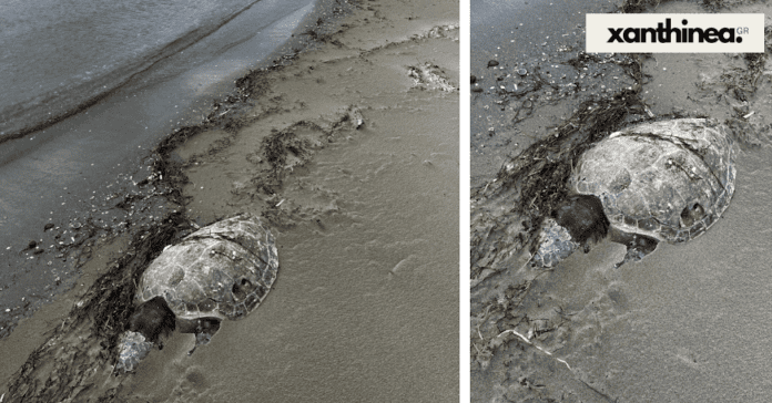 Δύο νεκρές χελώνες σε Μυρωδάτο και Λιμάνι Αβδήρων [ΦΩΤΟ]