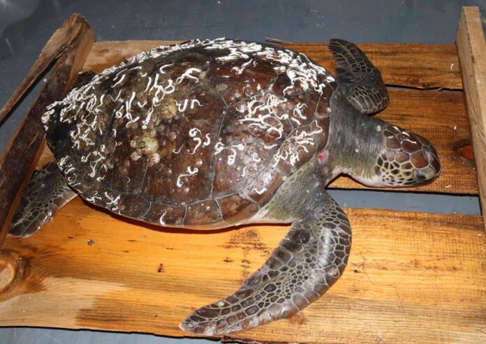 Βροχή οι νεκρές θαλάσσιες χελώνες στον Έβρο - Εντοπίστηκαν τέσσερις τις τελευταίες μέρες