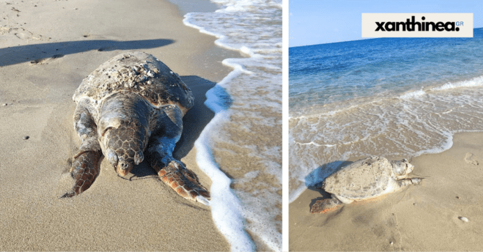 Ακόμα μια θαλάσσια χελώνα νεκρή στην παραλιακή ζώνη της Ξάνθης