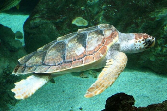 Μοναδικό βίντεο με θαλάσσια χελώνα που... φωσφορίζει