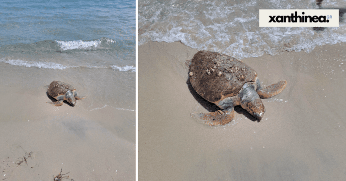 Ξάνθη: Νεκρή χελώνα εντοπίστηκε στην παραλία του Μυρωδάτου [ΦΩΤΟ]