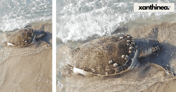 Ξάνθη: Νεκρή θαλάσσια χελώνα στην παραλία της Σκάλας Αβδήρων