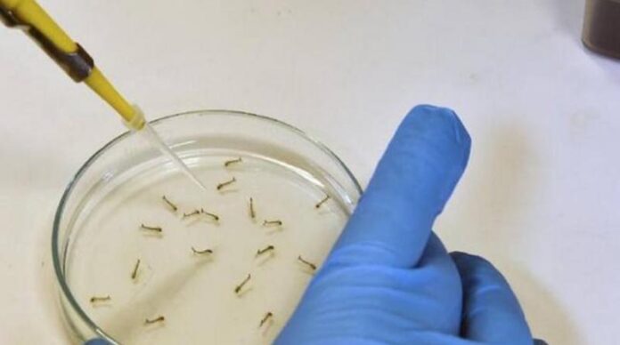 ΚΕΕΛΠΝΟ: Τα μέτρα προστασίας για τον ιό Ζίκα