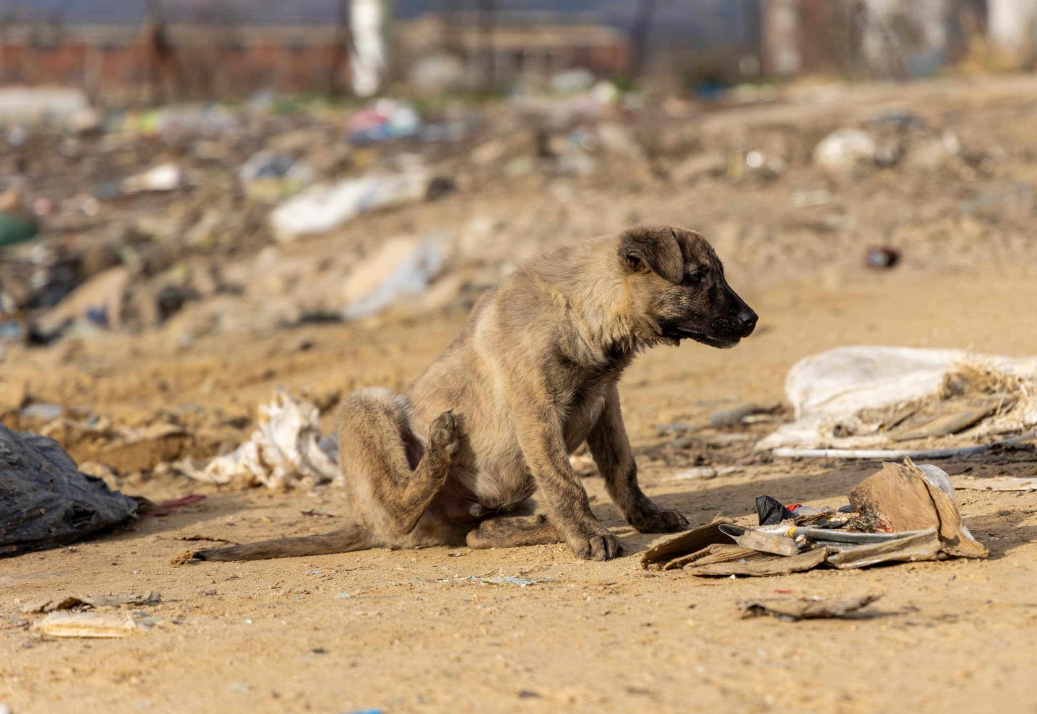Χωματερή Ξάνθης: Εκατοντάδες αδέσποτα σκυλιά αργοπεθαίνουν 