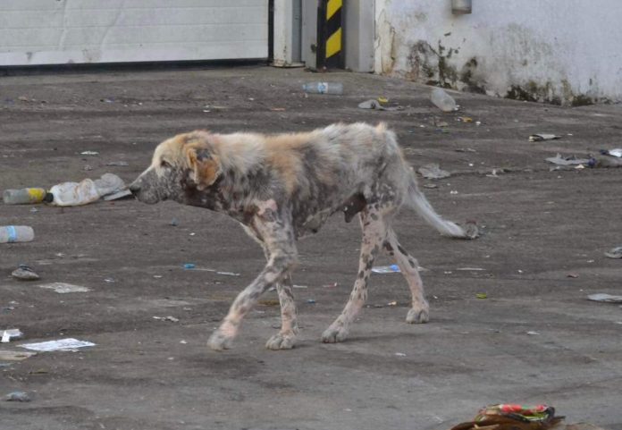 Χωματερή Ξάνθης: Εκατοντάδες αδέσποτα σκυλιά αργοπεθαίνουν