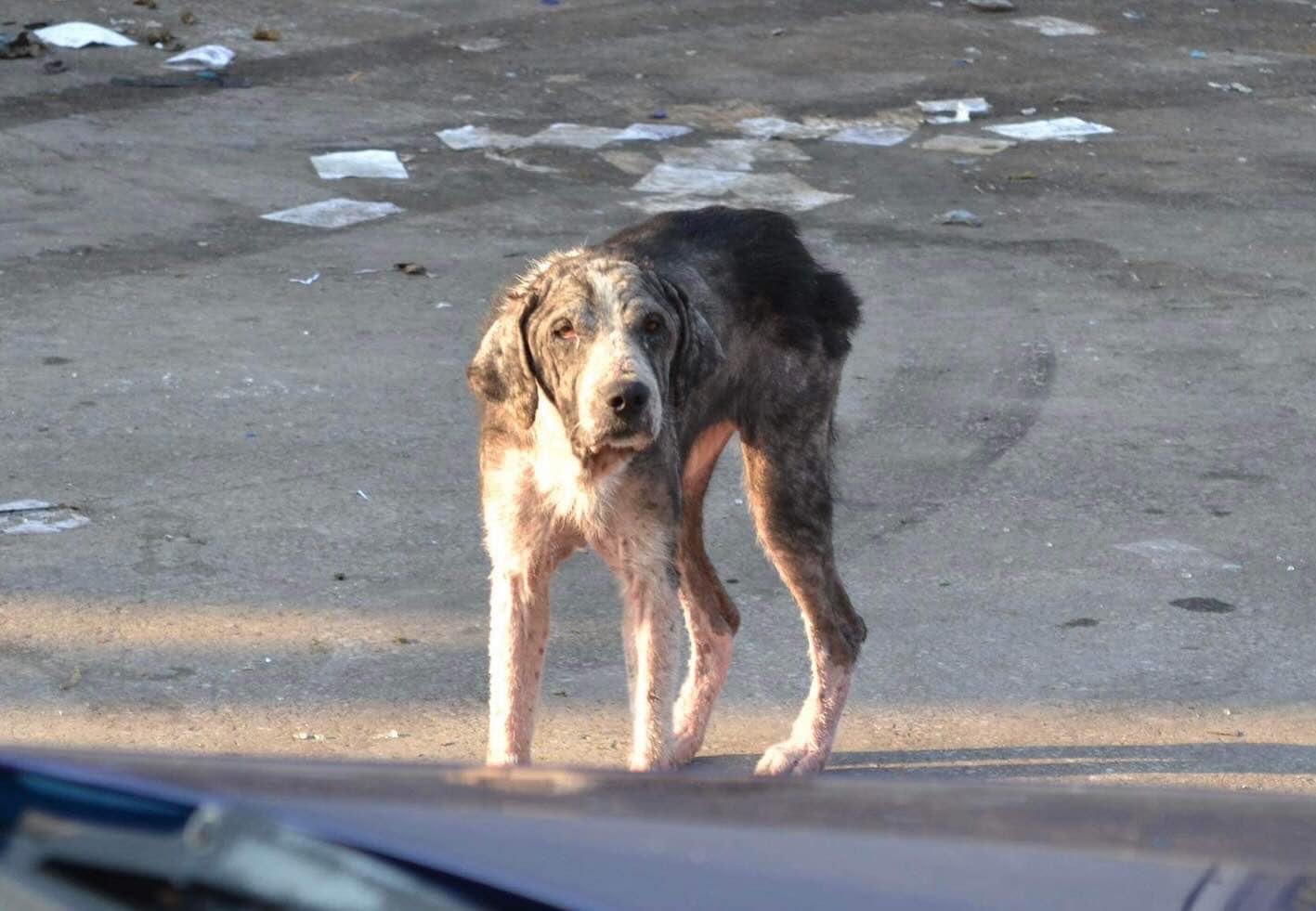 Χωματερή Ξάνθης: Εκατοντάδες αδέσποτα σκυλιά αργοπεθαίνουν 