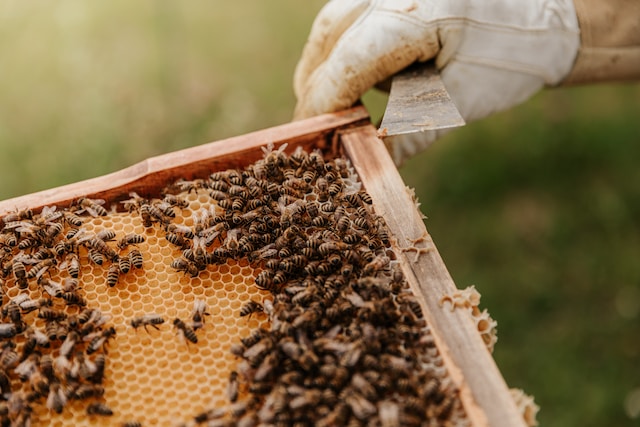 Κραυγή αγωνίας από τους μελισσοκόμους της Ξάνθης
