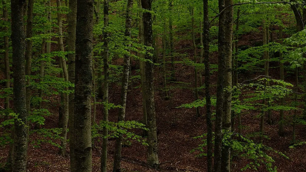 Δάσος Χαϊντούς/ Photo: Wikipedia