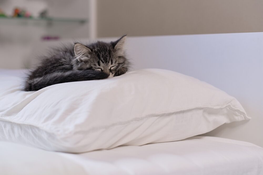 Γιατί η γάτα σας θέλει να κοιμάται στο μαξιλάρι σας