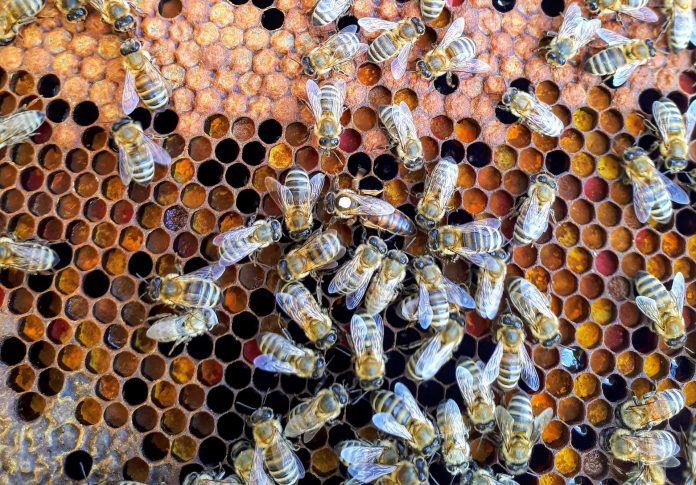 Οι ασυνήθιστα υψηλές θερμοκρασίες το χειμώνα απειλούν τις μέλισσες