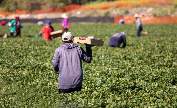 Εργάτες γης: Νέες διμερείς συμφωνίες εργασιακής κινητικότητας