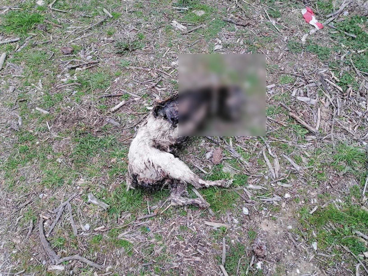 Κτηνωδία στην Καβάλα: Εντοπίστηκε νεκρός σκύλος που υπέστη φρικτό βασανισμό