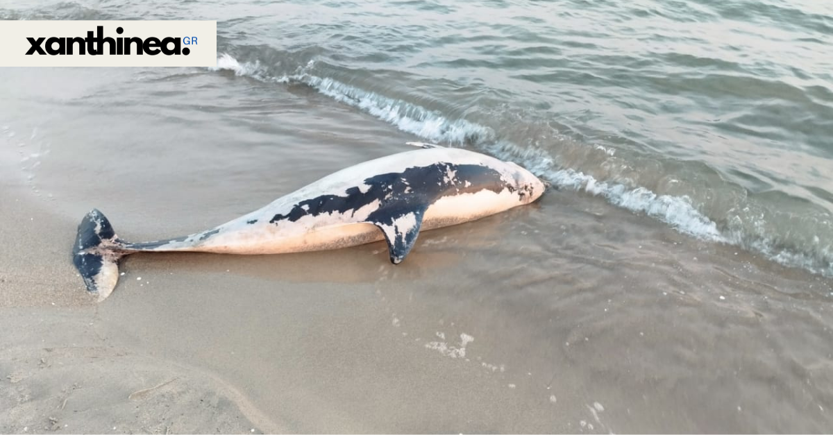 Θλιβερές εικόνες στην Ξάνθη: Δελφίνι ξεβράστηκε νεκρό στο Μυρωδάτο [ΦΩΤΟ]