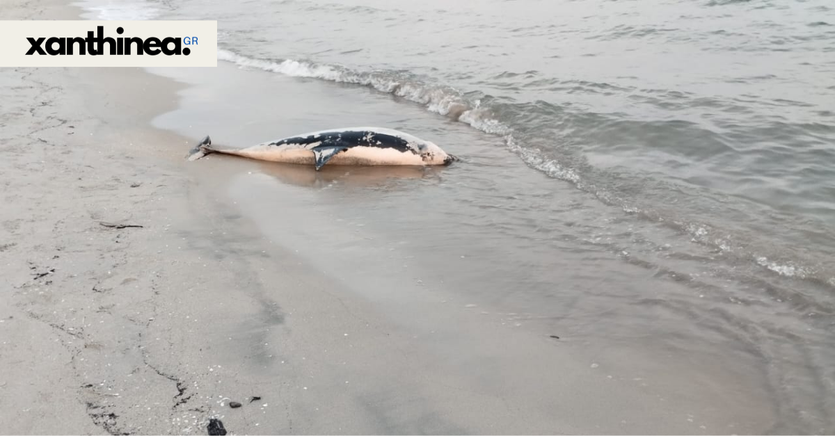 Θλιβερές εικόνες στην Ξάνθη: Δελφίνι ξεβράστηκε νεκρό στο Μυρωδάτο [ΦΩΤΟ]
