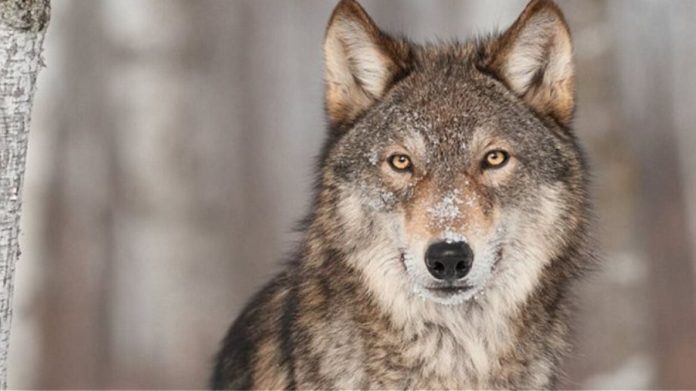 Ξάνθη: Λύκος εμφανίστηκε μέσα στον οικισμό του Δαφνώνα