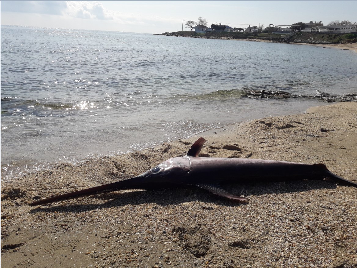 Ξάνθη: Θλιβερό θέαμα – Νεκρός ξιφίας στην παραλία του Πόρτο Μόλο
