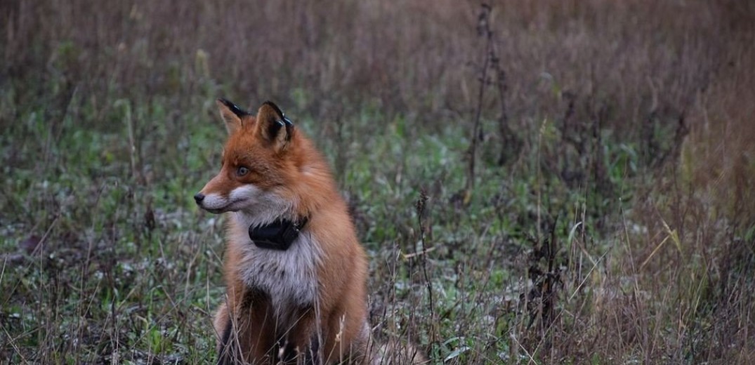 Ξεκινούν οι εαρινοί εμβολιασμοί των αλεπούδων στην Ξάνθη