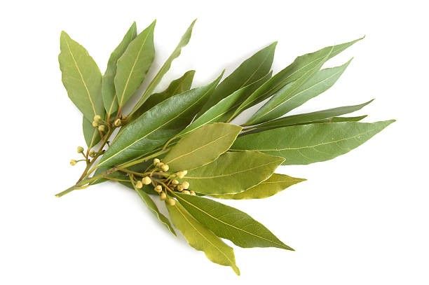 Φύλλα Δάφνης – Για ρευματικούς πόνους και προβλήματα της πέψης