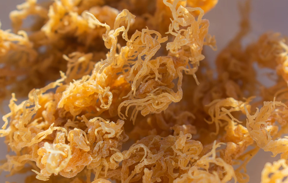 Irish moss: Το νέο super food έρχεται από τα βάθη της θάλασσας