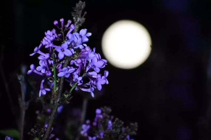 Ροζ πανσέληνος: Φωτίζει τον ουρανό – Μαγικές εικόνες από το «πασχαλινό φεγγάρι»