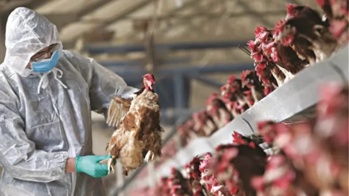 ΠΟΥ: H μετάδοση της γρίπης των πτηνών σε ανθρώπους αποτελεί πηγή 