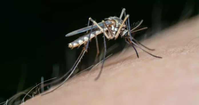 Κλιματική αλλαγή: Παγκόσμια ανησυχία για τις ασθένειες που μεταδίδονται από κουνούπια