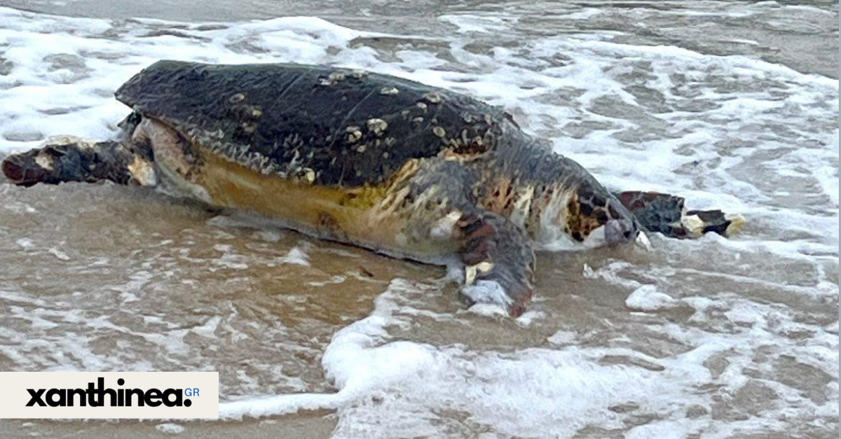 Νεκρή θαλάσσια χελώνα στην παραλία του Αϊ Γιάννη στην Ξάνθη